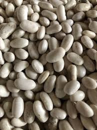 Посівний матеріал квасолі з гарантією викупу врожаю Полтава - изображение 1