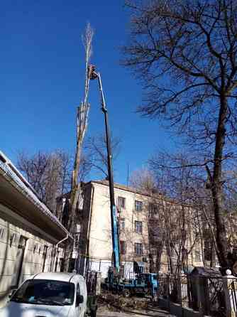 Спилим обрежем деревья, удалим поросли Одесса