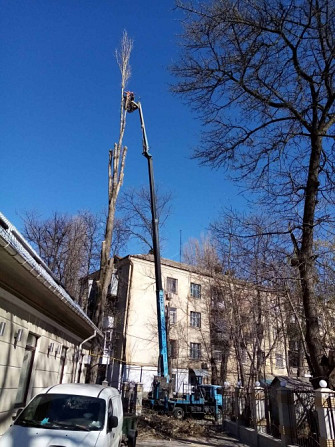 Спилим обрежем деревья, удалим поросли Одеса - зображення 4