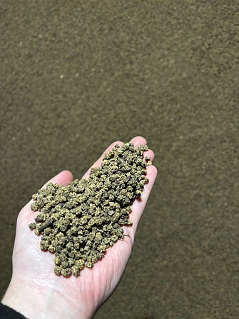 Продаж насіння кормового буряка Рекорд Полі (урожай 2025 року) Київ - зображення 1