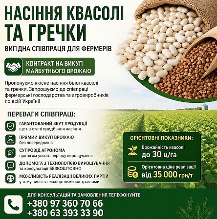 Насіння білої квасолі та гречки — продаж Ужгород - изображение 1