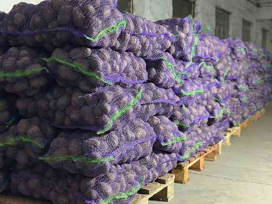 Картопля Отолія Житомир