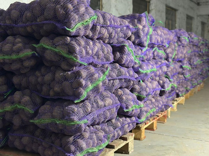 Картопля Отолія Житомир - зображення 3