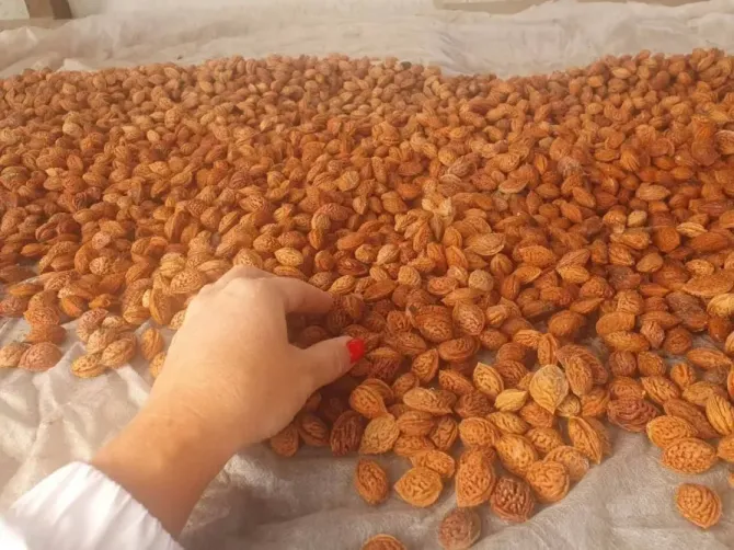 Кісточка маньчжурського персика Рокитне - зображення 2