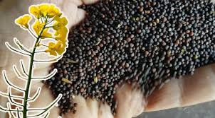 Куплю Ріпак Львов - изображение 1