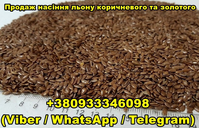 Оптовий продаж насіння льону коричневого та золотого Дніпро - зображення 1
