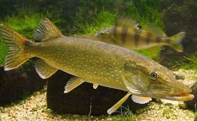 Куплю судак, щуку по всій Україні. Гурт. Черкассы - изображение 1