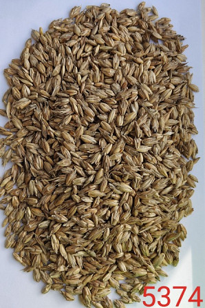 Продам спельту не обрушену (лат. Triticum spelta, полба)- 1000т. Київ - зображення 1