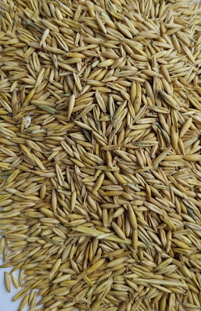 Продам овес- 75т., с/г виробник, форма розрахунку безготівкова. Луцк - изображение 1