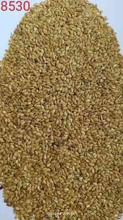 Льон золотистий- 6 тонн. Миколаїв