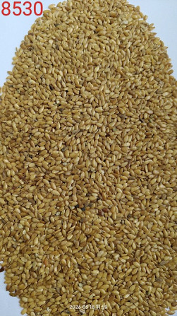 Льон золотистий- 6 тонн. Миколаїв - зображення 1