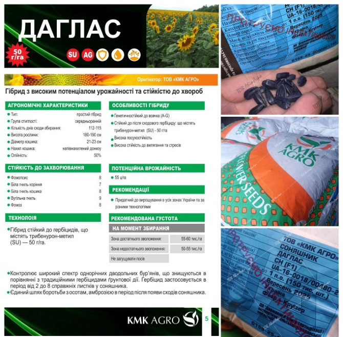Насіння соняшника Даглас під Гранстар фракція Екстра Кропивницкий (Кировоград) - изображение 1