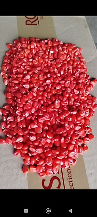 Посівна кукурудза сорту Піонер ФАО 300 Миргород - зображення 2