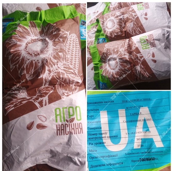 Насіння кукурудзи Тарцал ФАО 300 Кропивницкий (Кировоград) - изображение 1