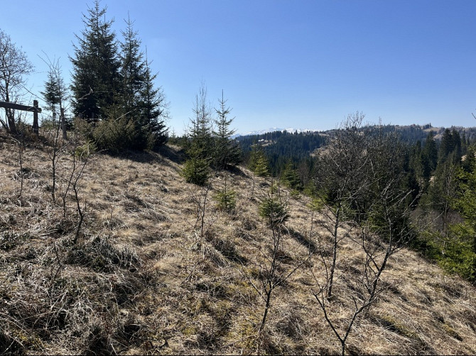 Земельна ділянка в Яблуниці 0.25 га Яремче - зображення 5