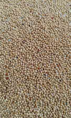 Продам просо жовте- 35 тонн, безготівкова з ПДВ. Березань