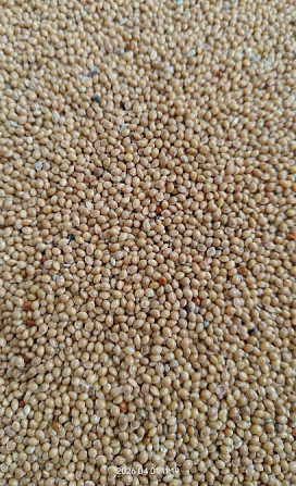 Продам просо жовте- 35 тонн, безготівкова з ПДВ. Березань - зображення 1