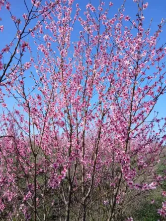 Кісточка маньчжурського персика Рокитне