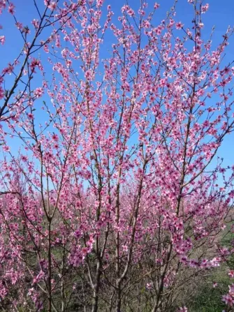 Кісточка маньчжурського персика Рокитне - зображення 4