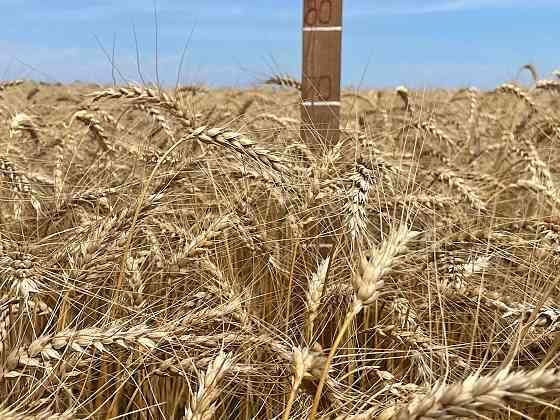 Насіння пшениці ярої МІП Візерунок, перша репродукція Фастів