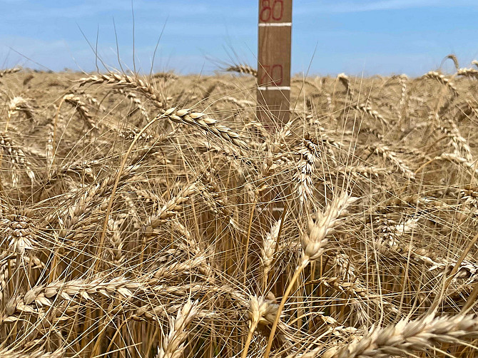 Насіння пшениці ярої МІП Візерунок, перша репродукція Фастів - зображення 1