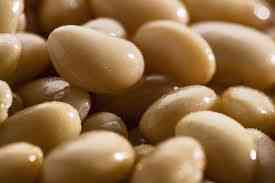 Купуємо квасолю на переробку, консервування Запорожье