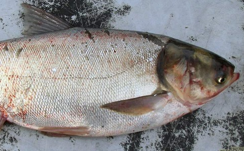 Куплю товстолоб по Україні. Гурт. Самовивіз. Розрахунок готівка. Черкаси