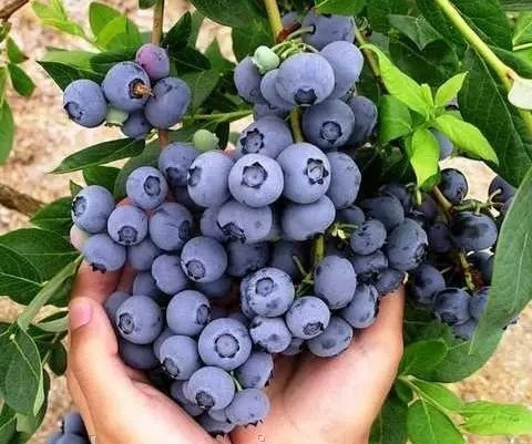 Приймаємо лохину дорого! Умань - изображение 1