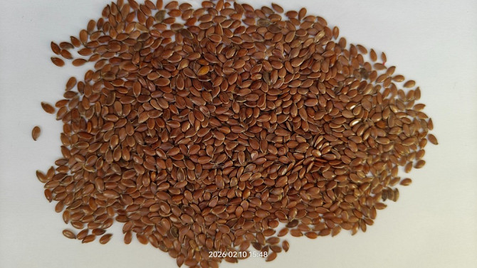 Насіння льону олійного коричневого сорту- Лірина (Німеччина). Киев - изображение 1