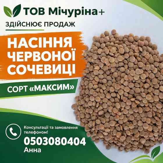 Насіння для посіву сочевиці червоної сорт «Максим» Вінниця