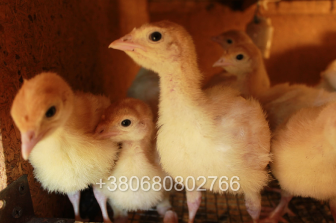 Продам индюшат БИГ-6 (2 недели) Зміїв - зображення 1