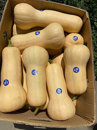 Гарбуз грушевидний Новоселица - изображение 2