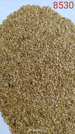 Льон золотистий- 6 тонн. Миколаїв