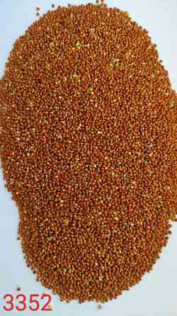 Продам просо червоне (Panicum miliaceum)- 500т. (Пестицидами не обробляли/ No pesticides). Київ