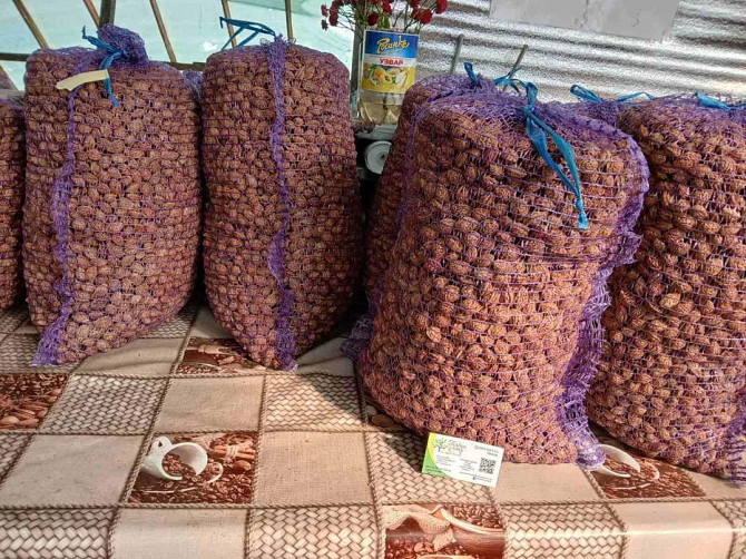 Кісточка маньчжурського персика Рокитне - зображення 1