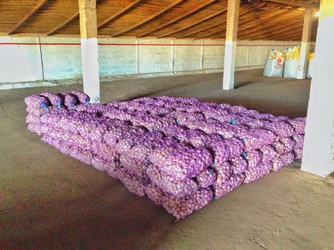 15 тонн ПРОДАМ ЧАСНИК Любаша Молодий Посадковий Озимий Чеснок Молодой Посадочный Garlic Тараща - зображення 2