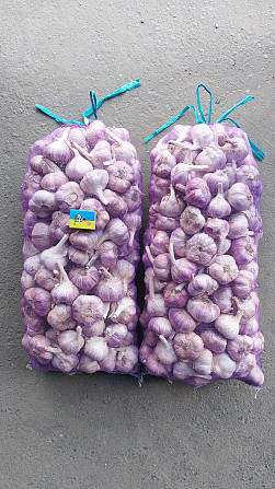 15 тонн ПРОДАМ ЧАСНИК Любаша Молодий Посадковий Озимий Чеснок Молодой Посадочный Garlic Тараща - зображення 12