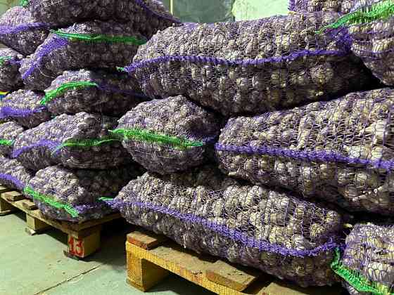 Продам часник Житомир