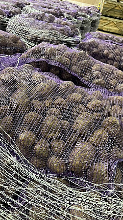 Картопля товарна сорт Мелоді Сорая Белароса Гуртом, Якість ПДВ /без ПДВ Львов - изображение 1