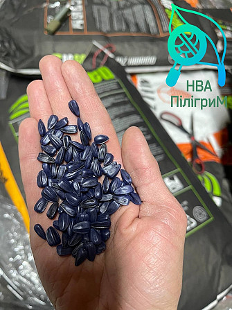 Насіння соняшнику "ARIZARO". Новинка сезону Черкассы - изображение 1