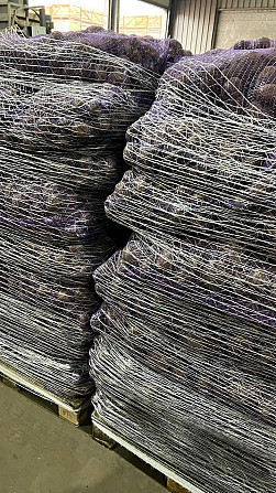 Картопля товарна сорт Мелоді Сорая Белароса Гуртом, Якість ПДВ /без ПДВ Львов - изображение 2