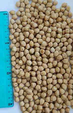 Продам нут (турецький горох, chickpeas)- 500т., с/г виробник, б/г з ПДВ, $ контракт. Киев