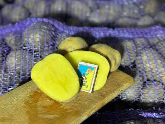 Картопля Отолія Житомир