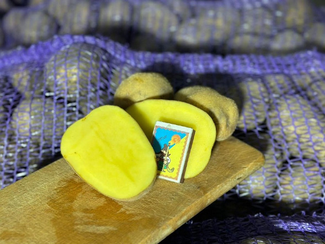 Картопля Отолія Житомир - зображення 1