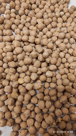 Продам нут (Cicer arietinum, турецький горох) - 4.5т. Винница - изображение 2