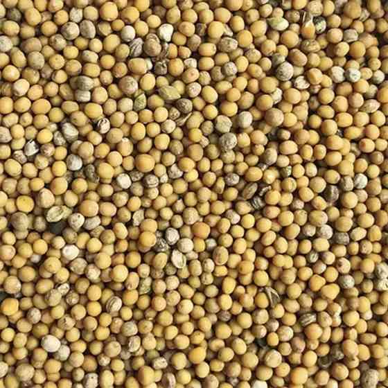 Насіння гірчиці білої для сидерату Житомир