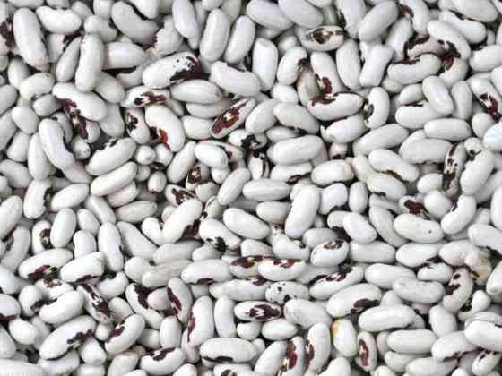 Високоякісна квасоля від виробника. Ивано-Франковск