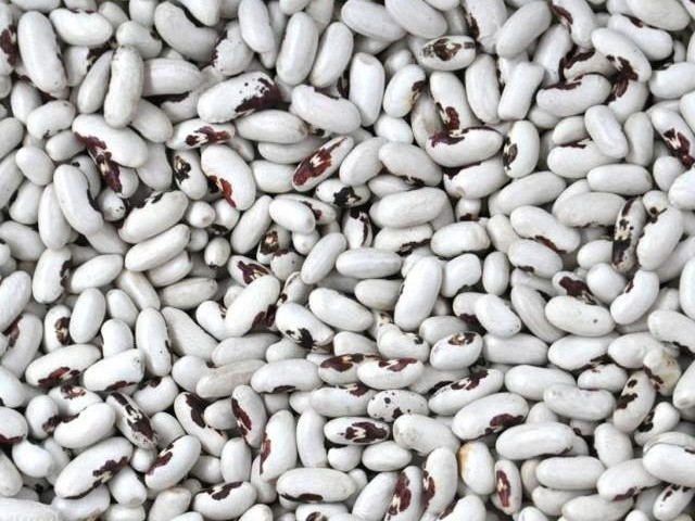 Високоякісна квасоля від виробника. Ивано-Франковск - изображение 1