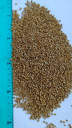 Продам коріандр- 60т. Одесса - изображение 1