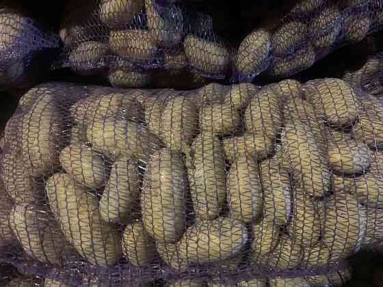 Продам картоплю сорту Гренада Мена